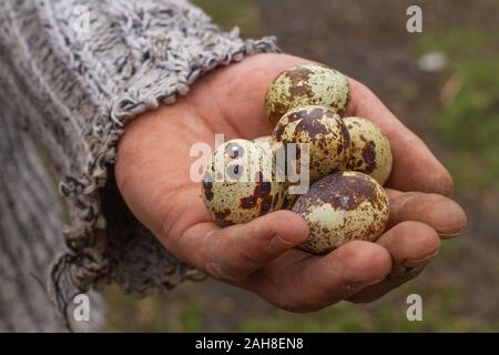 quail eggs on an eco-friendly quail farm Stock Photo