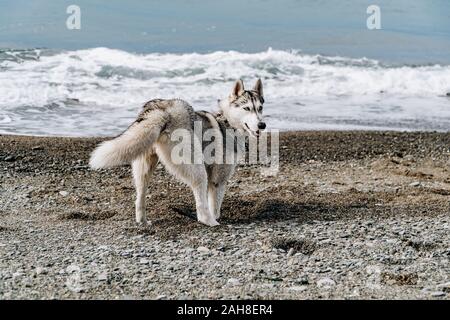 A grey dog digs in the sand at a beach on a sunny day Stock Photo