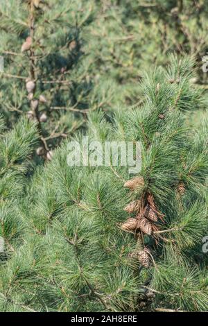 Large pine cones on live branch of Monterey Pine / Pinus radiata. In California, where it is a native, is an endangered species hit by disease. Stock Photo