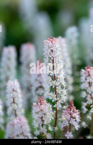 Close up of foamflowers (tiarella cordifolia) in bloom. Stock Photo