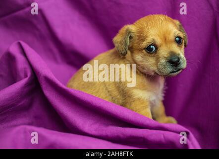 Cute mixed-breed puppy in folds of purple fabric Stock Photo