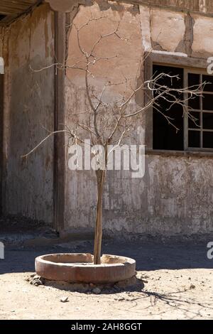 A tree struggling to grow in the street of the abandoned Humberstone Saltpeter factory in the Atacama Desert, Northern Chile Stock Photo
