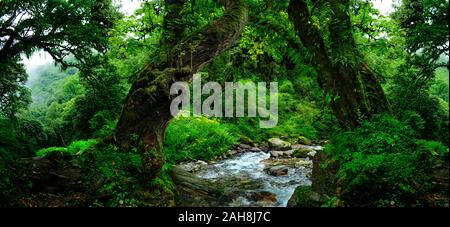 Deep tropical jungles of Southeast Asia in august Stock Photo - Alamy