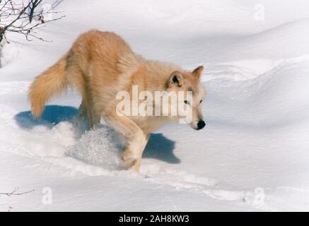 Canada. Wildlife. Arctic Wolf in the snow. Stock Photo