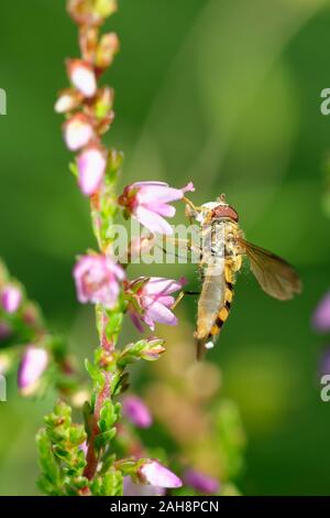 Banded Meliscaeva Hoverfly - Meliscaeva cinctella  feeding on Heather flower Stock Photo
