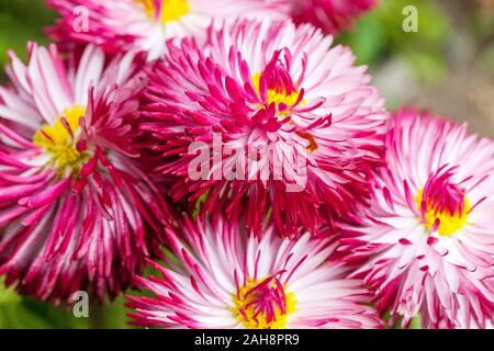 English Daisy Bellis perennis 'Habanera White with Red Tips' Stock Photo
