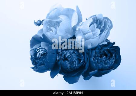 Light and dark pink peonies in a vase on white background Stock Photo