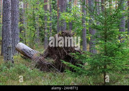 The root of a fallen sawn-off tree in the forest Stock Photo