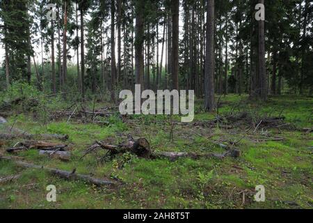 Cutting down in the forest, clearing with pieces of logs, branches and stumps Stock Photo