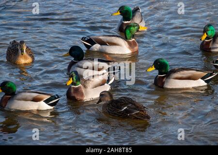 USA Virginia VA Luray male and female mallard ducks swim in Hawksbill Creek - Anas platyrhynchos Stock Photo