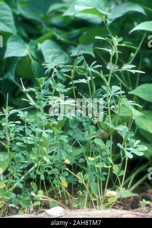 FENUGREEK GROWING (TRIGONELLA FOENUM-GRAECUM) IS CULTIVATED AS A WORLD WIDE SEMIARID CROP. USED AS COMMON INGREDIENT IN DISHES FROM INDIA. Stock Photo