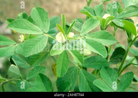 FENUGREEK GROWING (TRIGONELLA FOENUM-GRAECUM) IS CULTIVATED AS A WORLD WIDE SEMIARID CROP. USED AS COMMON INGREDIENT IN DISHES FROM INDIA.. Stock Photo