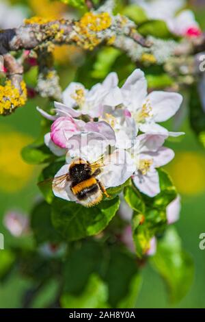 Buff-tailed bumble bee (Bombus terrestris) on blossom of blooming apple tree (Malus domestica), Hesse, Germany Stock Photo