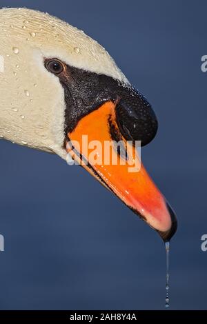 Mute Swan (Cygnus olor) portrait of head with waterdrops on bill, Baden-Wuerttemberg; Germany Stock Photo