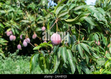 Cultivation of exotic sweet fruit mango in subtropical Malaga-Granada tropical coast region, Andalusia, Spain, ripe big mango fruits in tree Stock Photo