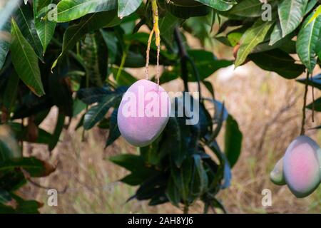 Cultivation of exotic sweet fruit mango in subtropical Malaga-Granada tropical coast region, Andalusia, Spain, ripe big mango fruits in tree Stock Photo