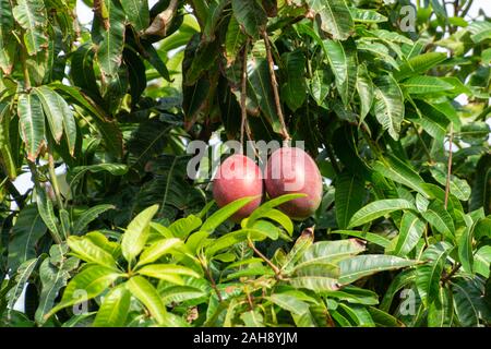Cultivation of exotic sweet fruit mango in subtropical Malaga-Granada tropical coast region, Andalusia, Spain, ripe big mango fruits in tree Stock Photo
