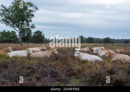 Herd of beige cows and bulls resting on moorland in Kempen forest, Brabant, Netherlands is autumn Stock Photo