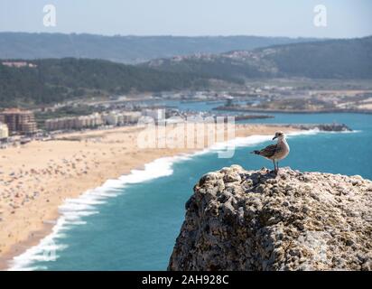 Single seagull on rocky ledge above the crowded beach of Nazare with tourists relaxing on the sand Stock Photo