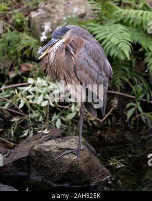 Bleu Heron bird close-up profile view standing on a rock by the water with a foliage background, displaying blue feathers plumage, beak, feet, eye, in Stock Photo