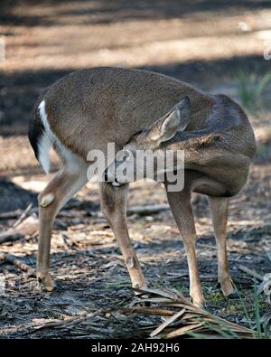 Deer close-up profile view walking in the field displaying brown fur, body, head, ears, eyes, nose, legs, with a bokeh background in its environment a Stock Photo