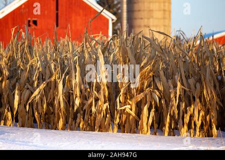 Standing corn stalks in snow in front of a red barn and silo in December Stock Photo