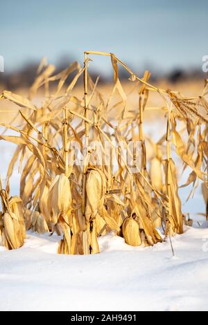 Deep snow covered corn field in Wisconsin that has not been harvested yet in December due to the wet autumn and early snow of 2019 Stock Photo