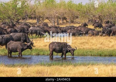 Focus on the front buffalo, as a large herd of African or Cape buffalo (Latin - Syncerus caffer) drink water from a small river in Botswana. Stock Photo