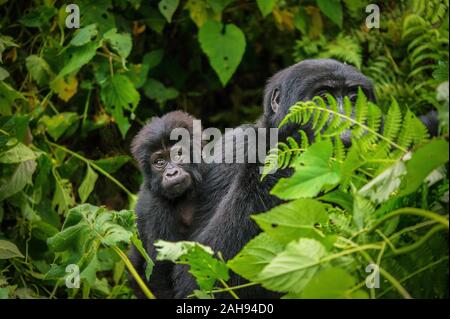 A cute infant mountain gorilla's face as it rides on its mother's back in the dense green vegetation of Bwindi Impenetrable National Park in Uganda. Stock Photo