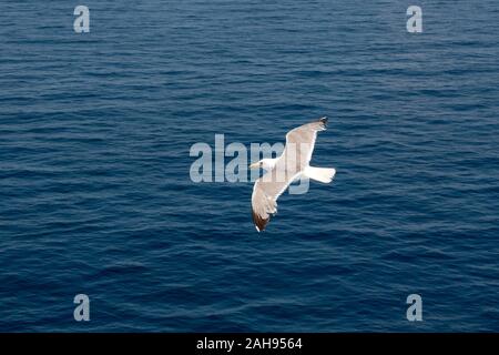 Seagull gliding over deep blue sea. Travel trends. Bird soaring above deep sea, ocean. Soaring Seagull over the sea. Seagull soars slowly using headwind against the backdrop of a deep blue sea Stock Photo