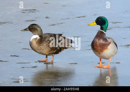 Mixed breed duck drake of Mallard and domestic duck possibly Swedish ...