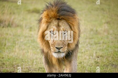 An adult male lion looks fierce and dangerous as he walks directly toward the camera, in the Masai Mara, Kenya. Stock Photo