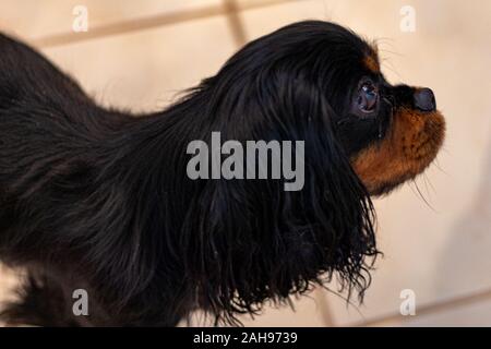 A Cavalier King Charles Spaniel is seen in a profile view showing the side of her face. The dog has the breed's black and tan coloring. Stock Photo