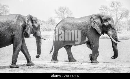Black and white photo of two large male, wet and muddy elephants with tusks, walking along a riverbank in Botswana. Stock Photo