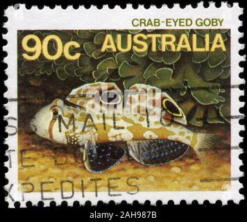 Crab-eyed Goby (Signigobius biocellatus) Stock Photo