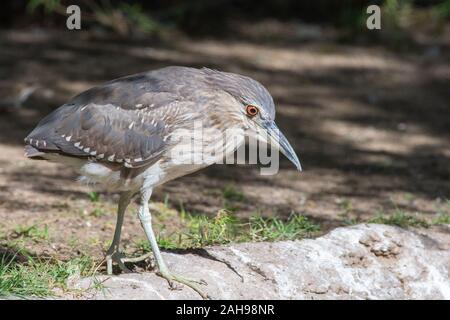 A Juvenile black-crowned night heron (Nycticorax nycticorax), or black-capped night heron, commonly shortened to just night heron in Eurasia stands Stock Photo
