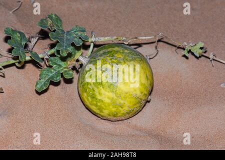 Desert Squash or bitter gourd (Citrullus colocynthis) (Handhal) in the sand in the United Arab Emirates (UAE). Stock Photo