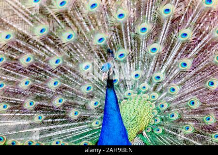 Male peacock Pavo cristatus feathers showing colorful tail Stock Photo