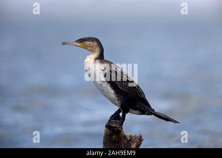 White-breasted Cormorant, (Phalacrocorax lucidus), standing on a tree stump in Lake Naivasha, Kenya. Stock Photo