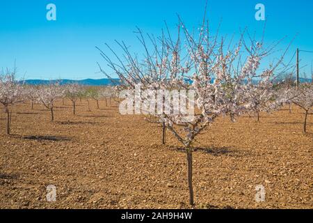 Flowered almond trees. Toledo, Spain. Stock Photo