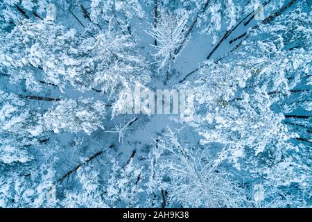 Top view of a pine forest covered with snow. Trees are covered in snow. Bird's-eye Stock Photo