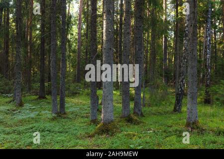 Intimate view inside the pine forest, Scandinavia. Stock Photo