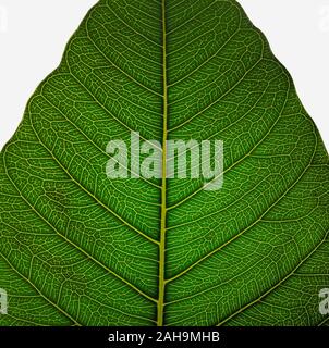 close up of sacred fig leaf(Ficus religiosa) isolated on white  background.saecred fig leaf which is called pipul tree in india and pakistan. Stock Photo