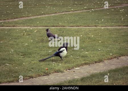 A magpie and a western jackdaw standing, looking and listening on a green grass plain in a park in Malmö, Sweden Stock Photo