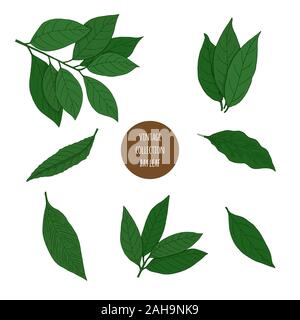 Bay leaf. Vector hand drawn set of cosmetic herbs isolated on white background. Essential oils components illustration. Aromatherapy ingredients icons Stock Vector