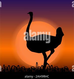 Ostrich in Africa. Black silhouette on sunset background Stock Vector