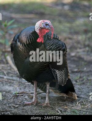 Wild turkey bird close-up profile view in the field with foliage displaying feathers, body, head, beak, feet, tail in its environment and surrounding Stock Photo