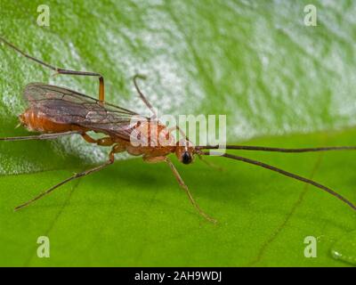 Macro Photography of Flying Ant on Green Leaf Stock Photo