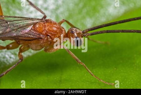 Macro Photography of Flying Ant on Green Leaf Stock Photo