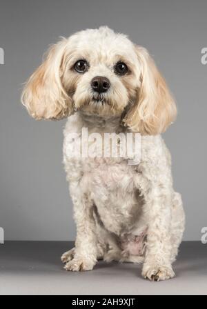 cavachon teddy bear